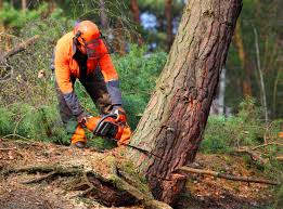 Delft Colony, CA Tree Care Services Company