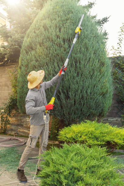 Best Emergency Tree Removal  in Delft Colony, CA